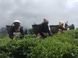 women tea plucking small